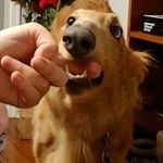 Ornstein - Instagram Profile Picture of Ornstein (@ornsteintheborzoi) on Instagram