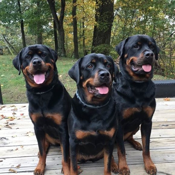 Profile Picture of Diana Andrews manno (@dianamanno) on Poshmark