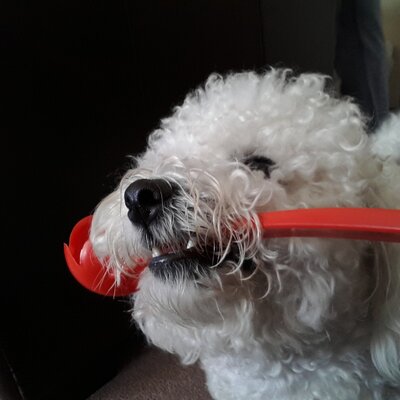 Profile Picture of Doug Bateman (@DougtheDog7) on Twitter
