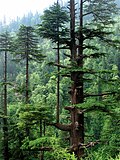 Profile Picture of Cedrus deodaraon Wikipedia