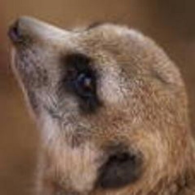 Pat  Piazza - Twitter Profile Picture of Pat  Piazza (@dejaipimillan) on Twitter