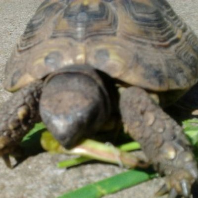 Profile Picture of Joshua Newland Sykes (@TheYellowEmeral) on Twitter