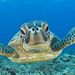 Profile Picture of Hays Collins (@hayscollins16) on Pinterest