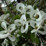 Profile Picture of Debbie Ramsey Bradshaw (@bradshawdebbie) on Instagram