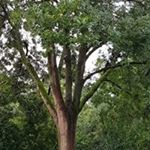 Profile Picture of Liesbeth Simonis (@liesbethsimonis) on Instagram