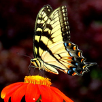 Profile Picture of Douglass Allen (@carolinabutterfly) on Flickr