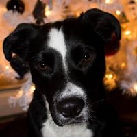 Profile Picture of Nicolas Andrew (@nicolas-andrew) on Quora