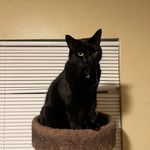 Profile Picture of Stephen Sturtevant (@kenshin1492) on Instagram