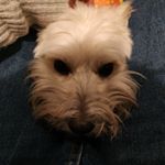 Profile Picture of Brian (@almond_shaker) on Instagram
