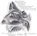 Profile Picture of Sphenoid sinuson Wikipedia