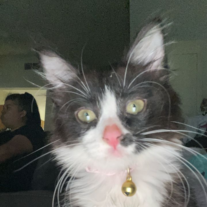 Profile Picture of marshasharp806 (@marshasharp806) on Tiktok