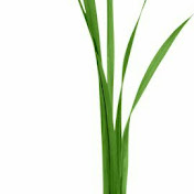 Profile Picture of A Grass (@agrass2765) on Youtube