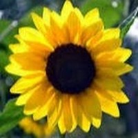 Profile Picture of Addison Cooper (@addison-cooper-2) on Quora