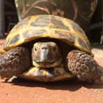 Profile Picture of Randy Brummelhuis (@randy_brum) on Instagram