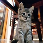 Profile Picture of Benjamin Sebastián Gato (@benjaminsebastiancat) on Instagram