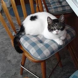 Profile Picture of Lori Ann Perry (@LoriannPerry4) on Twitter