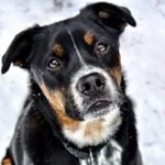 Profile Picture of benjaminjasperbuttons (@benjaminjasperbuttons) on Instagram