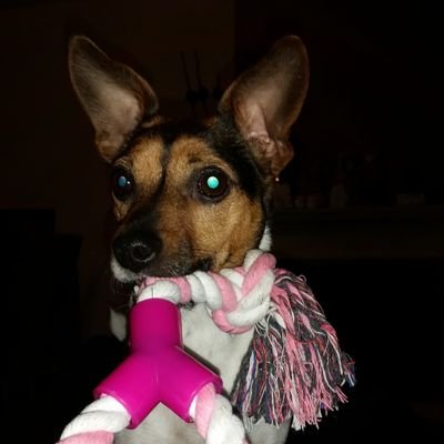 Profile Picture of Joyce Rutter (@jjoycerd) on Twitter