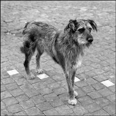 Profile Picture of Shipi Richard. (@UnPerroAcrata) on Twitter