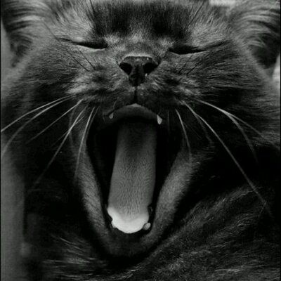 Profile Picture of Nick Borman (@BormanNick) on Twitter