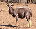 Profile Picture of Nyala - Wikipediaon Wikipedia