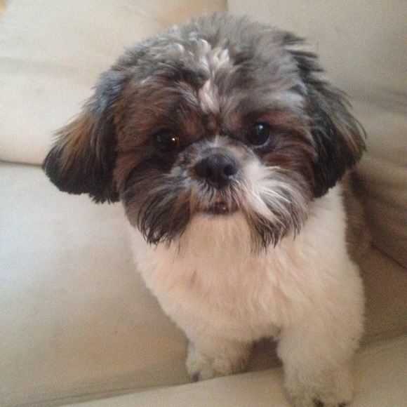 Profile Picture of Lisa Grauman (@lisagrauman) on Poshmark