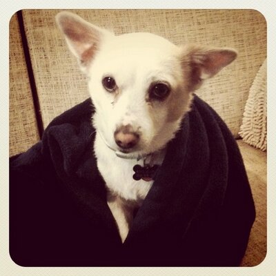 Profile Picture of Kevin Markle (@kevinmthedog) on Twitter