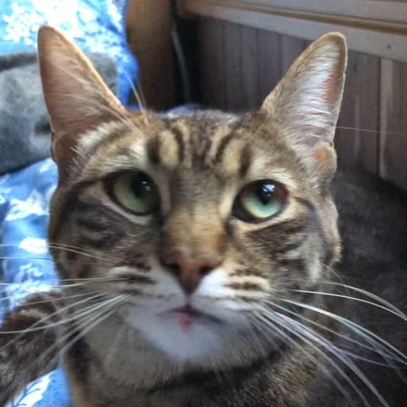 Profile Picture of Pauline Duprat (@pinkmacaroons) on Poshmark