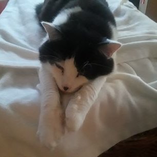 Profile Picture of Mark Donato (@MarkDonato20) on Twitter