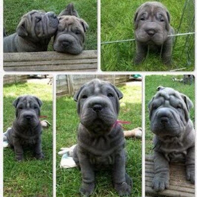 Profile Picture of Jing Li Shar Pei (@JingLiSharPei) on Twitter