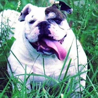 Profile Picture of Mary Jordan (@BuddyBoy001) on Twitter