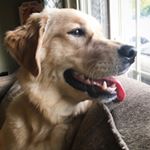 Profile Picture of Golden Retriever Francine Jean (@frankie_jean_is_not_my_lover) on Instagram