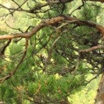 Profile Picture of Revels (@revelscarli5) on Instagram