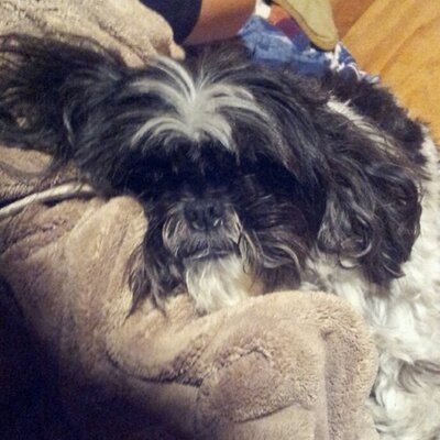 Profile Picture of Boo Uptmore (@Boo_Uptmore) on Twitter