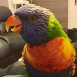 Profile Picture of Perry The Rainbow Lorikeet (@perry_the_lori) on Instagram
