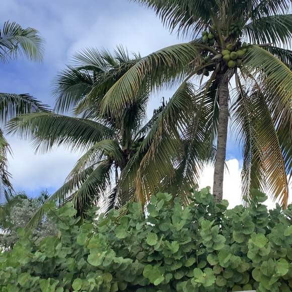 Profile Picture of Kimhan Popikn (@chickenpoxmoney) on Poshmark