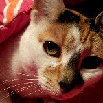 Profile Picture of Jessica (@senftjessica) on Instagram