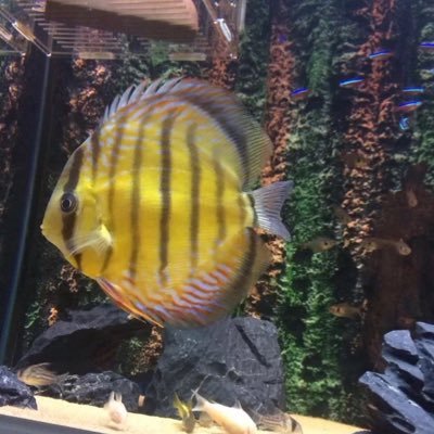 Profile Picture of AllenMattson (@AllenMattson68) on Twitter