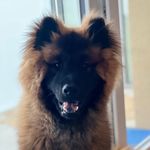 Profile Picture of Seven (@seven_the_norman_eurasier) on Instagram