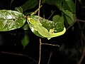 Profile Picture of Seipp's day geckoon Wikipedia
