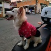 Profile Picture of Joshua Ancheta (@@joshingg) on Tiktok