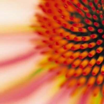 Lisa Gellert - Twitter Profile Picture of Lisa Gellert (@LisaGellert) on Twitter