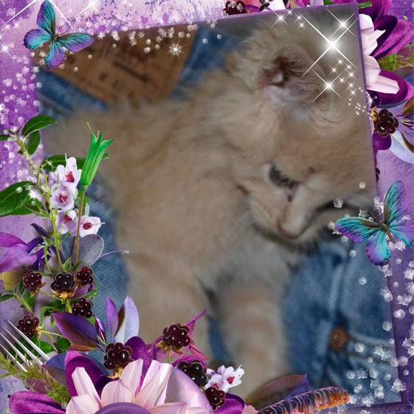 Profile Picture of Levi gene Minetree (@minetreecindy) on Poshmark