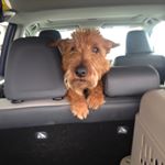 Profile Picture of Kevin Mullally (@kj_monk) on Instagram