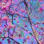 Profile Picture of Sydney🌜✨🌛 (@sydneyannesweeney) on Instagram