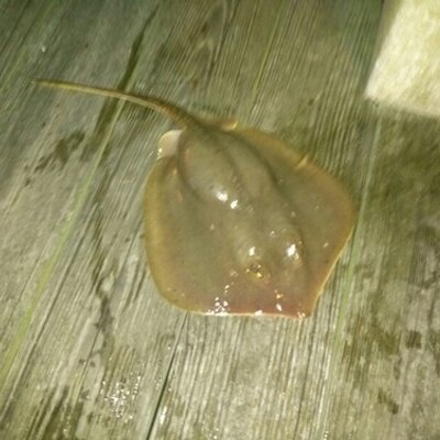 Profile Picture of Bob Strausser (@Payned101) on Twitter