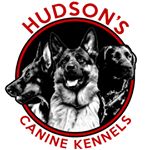 Profile Picture of Joseph Hudson (@hudsonscaninekennels) on Instagram
