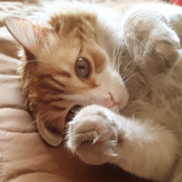 Profile Picture of Marlene Reza (@catylee09) on Poshmark