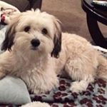 Profile Picture of Loretta Labruzzi (@labruzzi_) on Instagram