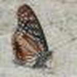 Profile Picture of Célinou (@célinou) on Flickr